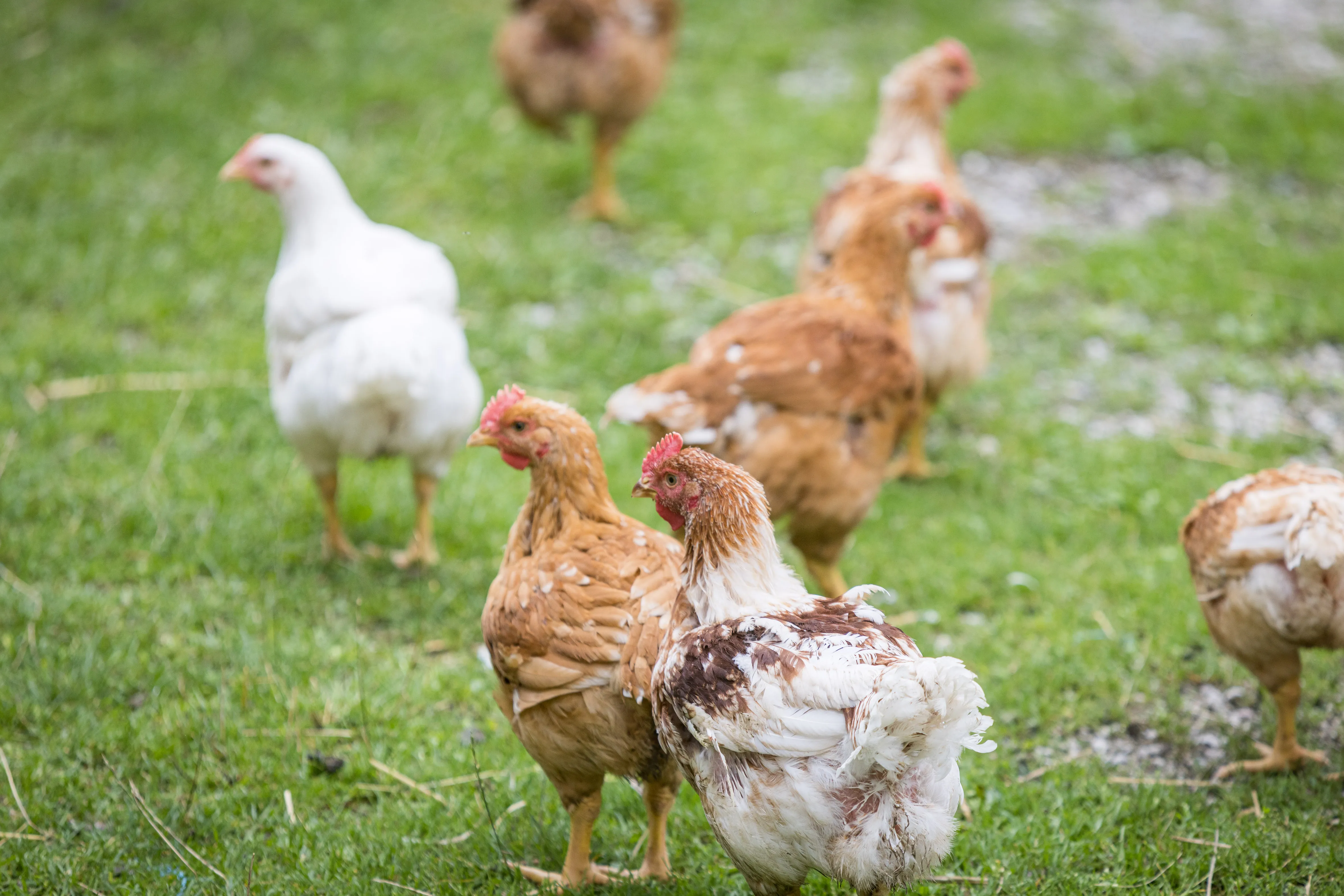 Auf einer grünen Wiese tummeln sich weiße und braun/weiße Hühner.
