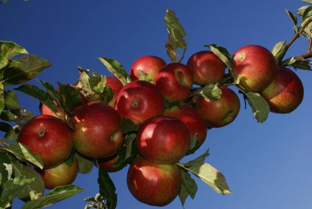 Auf dem Bild sieht man einen Ast eines Apfelbaumes, voll mit roten Äpfeln, dahinter blauer Himmel