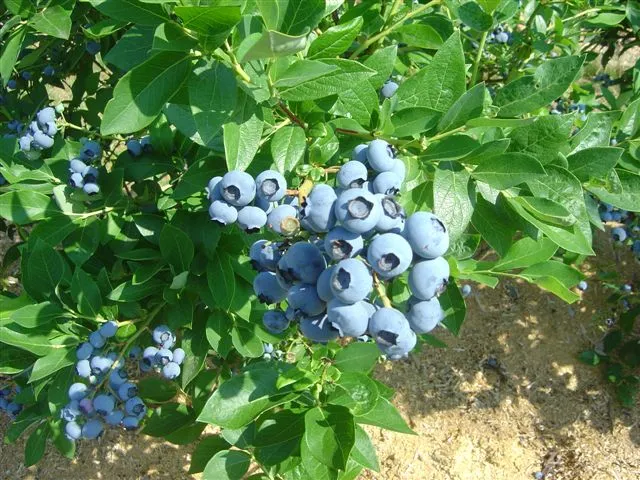 Man sieht grüne Äste mit einigen Trauben blauer Heidelbeeren