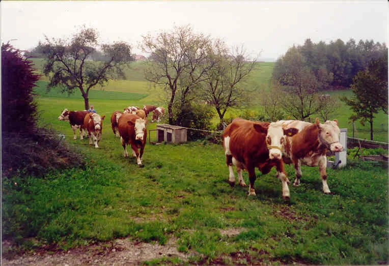 Auf einer Wiese sieht man mehrere braun/weiße Kühe herankommen, dazwischen grüne Wiese, Sträucher und ein etwas düsterer Himmel