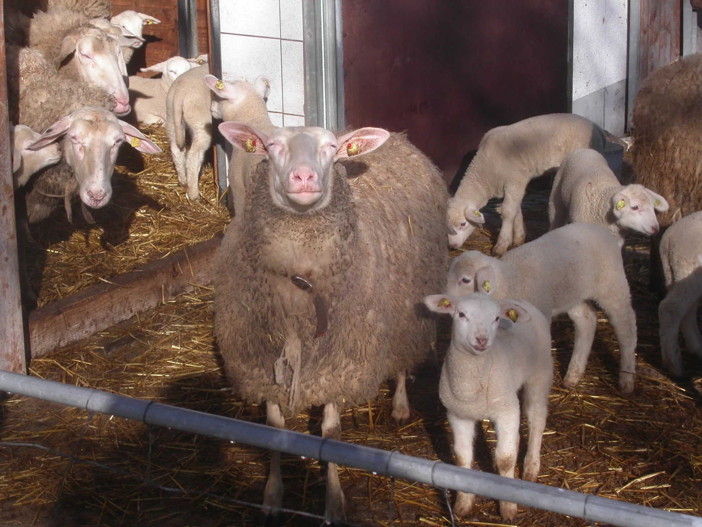 Man sieht einen Stall mit Mutterschafen und kleinen Lämmern, welche in die Kamera schauen.