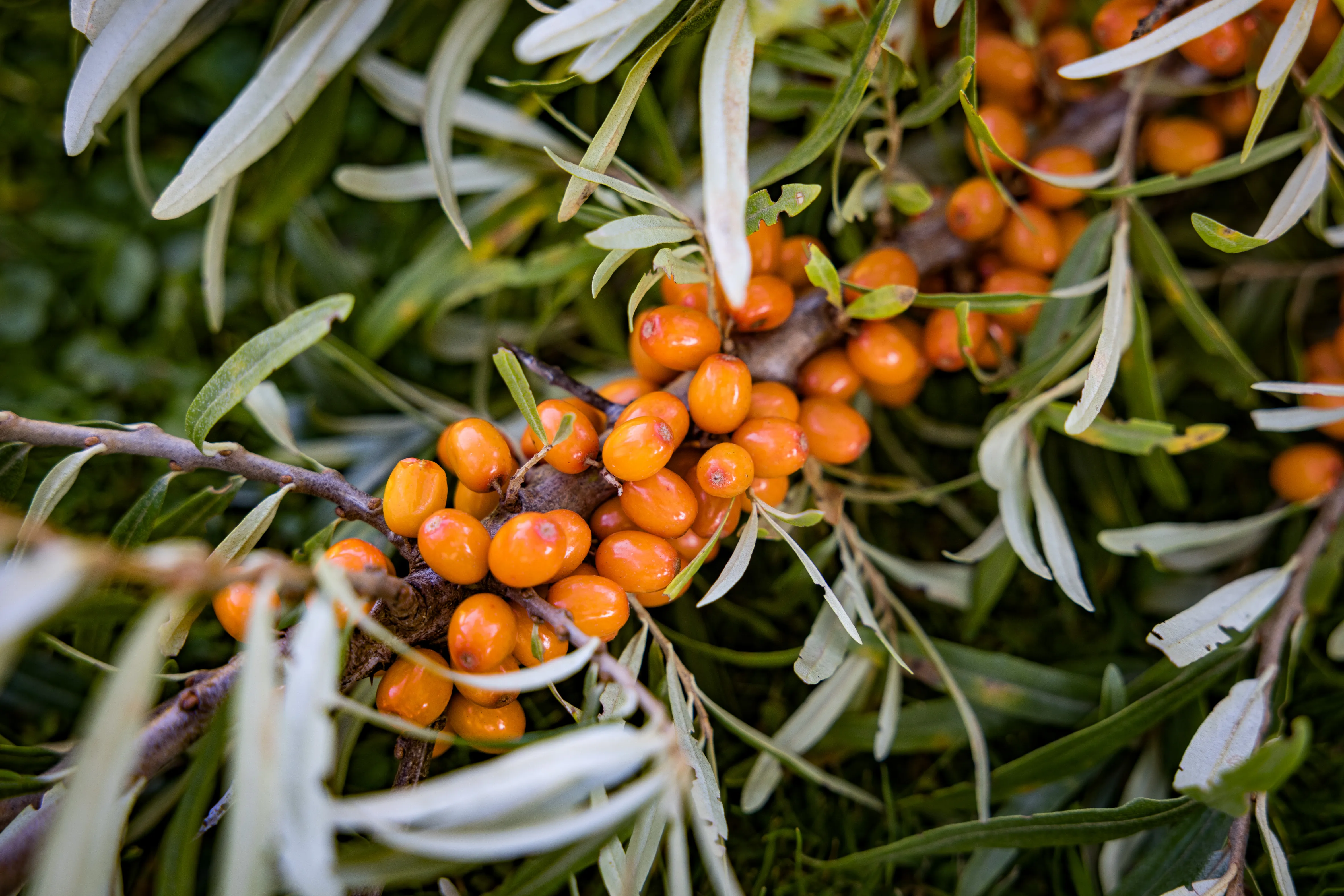 Auf dem Bild sieht man einen Strauch mit einem Ast, welcher voller orangefarbener Sanddornfrüchte ist.