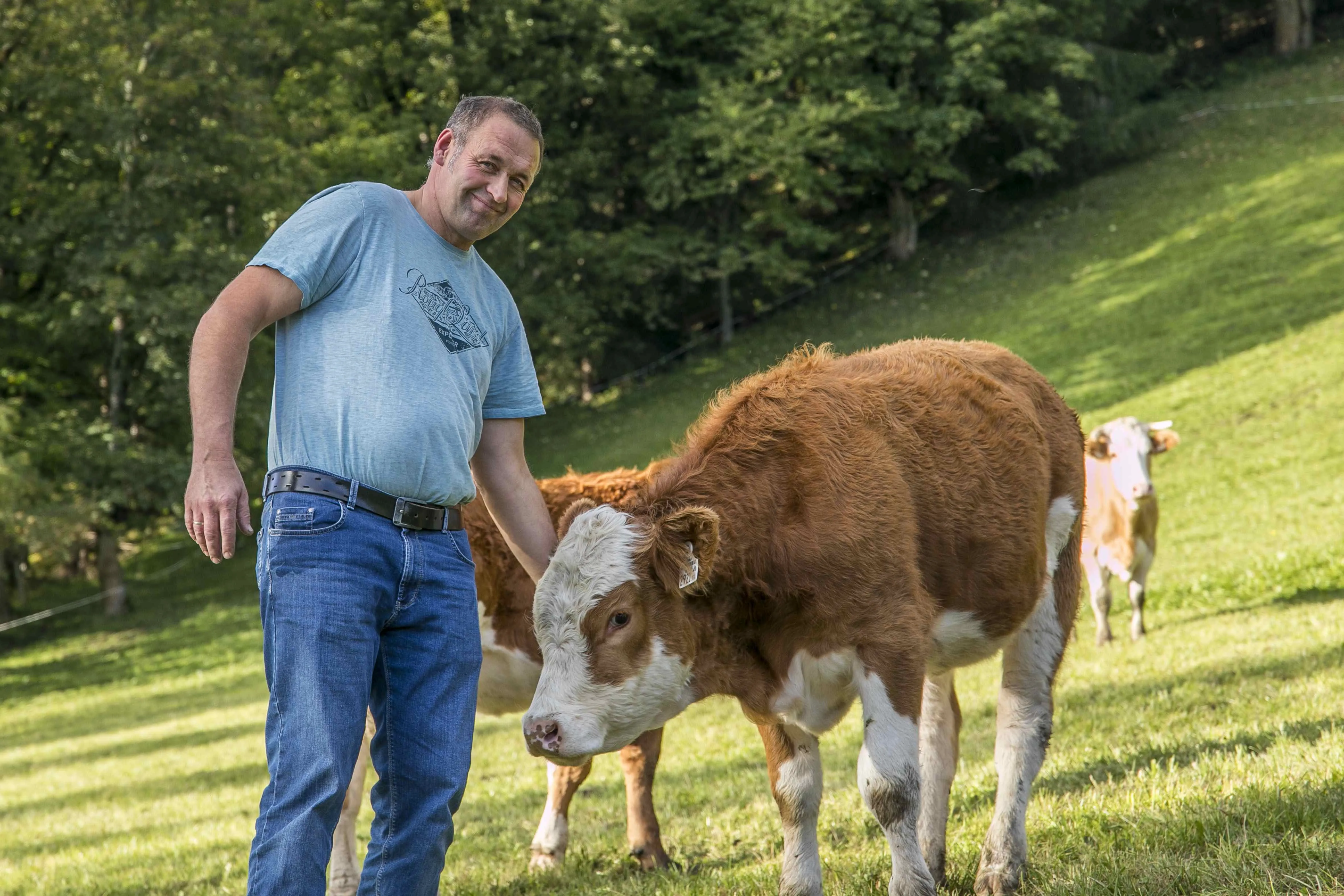Herr Zitz in Jeans und blauem TShirt mit Kalbin auf der Weide