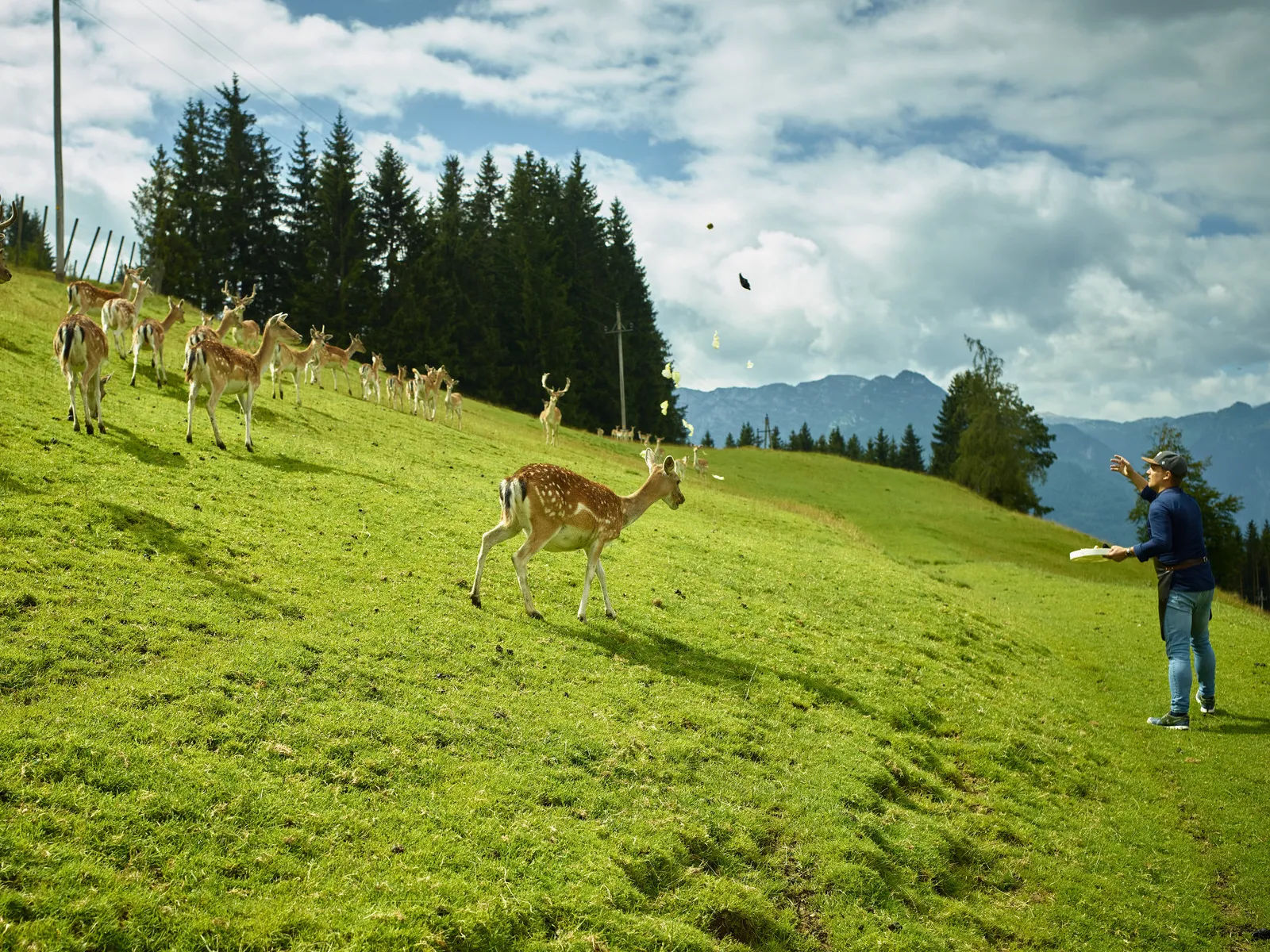 Rotwild läuft am Berg herab