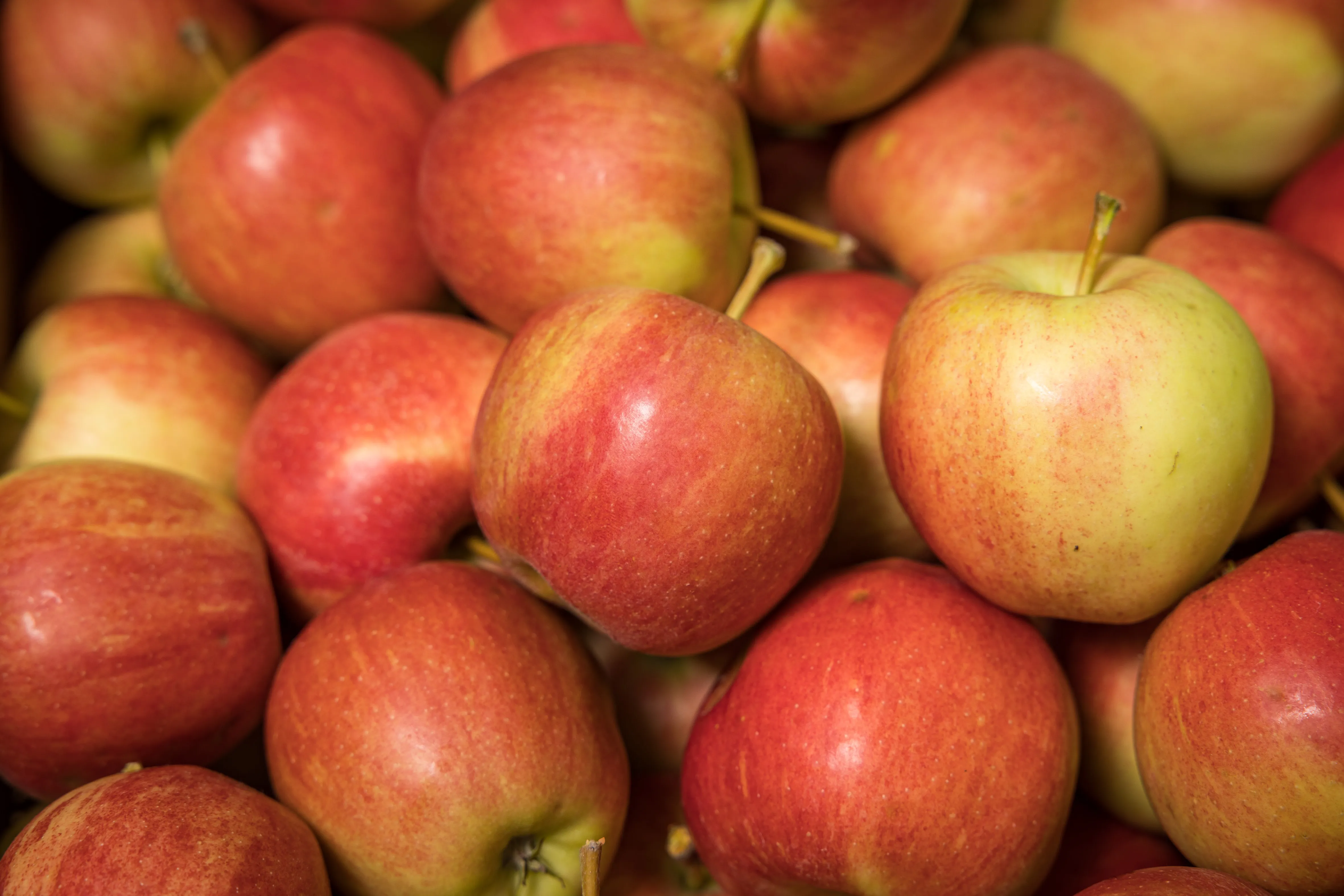 Auf dem Foto sieht man viele rot/gelbe Äpfel von oben
