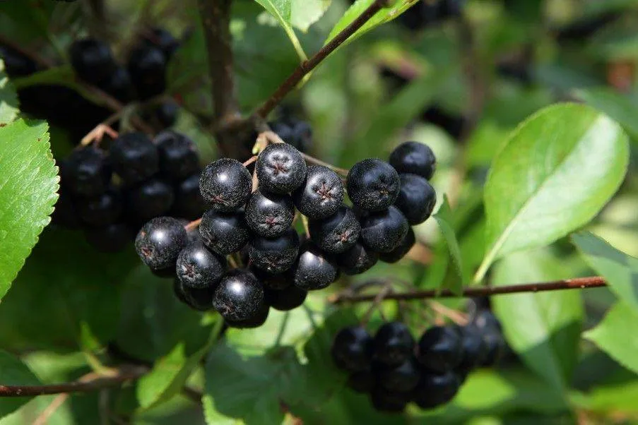 Auf dem Bild sieht man einen grünen Zweig mit dunkelfarbenen Arioniabeeren