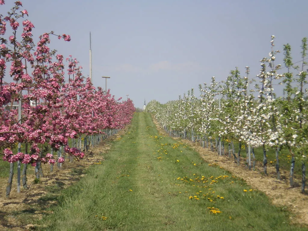 Auf dem Bild sieht man Reihen von rosa und weiß blühenden Obstbäumen, dazwischen grüne Wiese und dahinter blauer Himmel