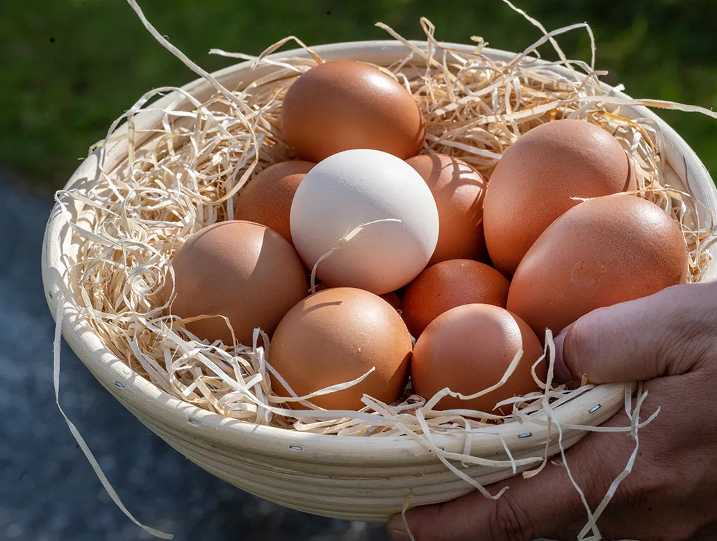 Hand hält einen Korb mit mehreren braunen Eiern und einem weißen Ei, umgeben von Stroh.