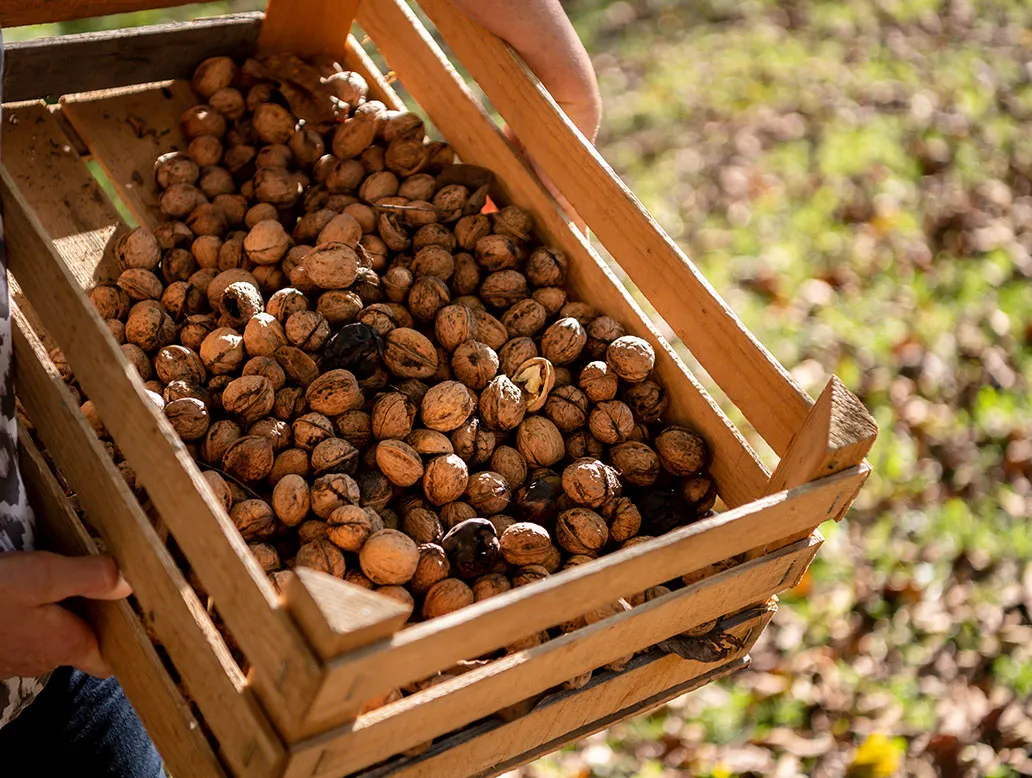 Holzkiste mit vielen Walnüssen in Schale, gehalten von zwei Händen, im Hintergrund unscharfer Boden mit Laub.