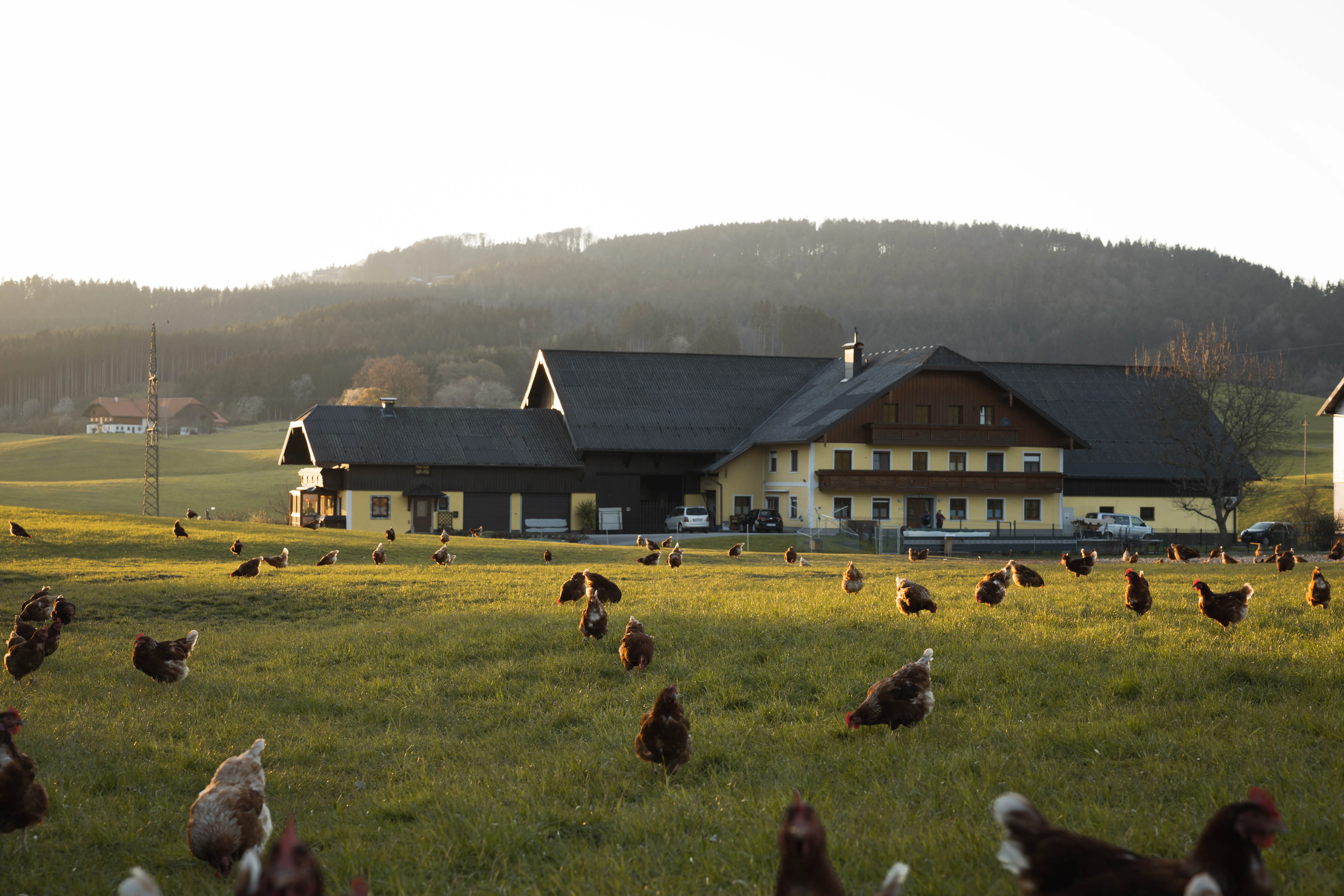 Hühner der Familie Brandhuber auf der Wiese und im Hintergrund das Bauernhaus mit Hof
