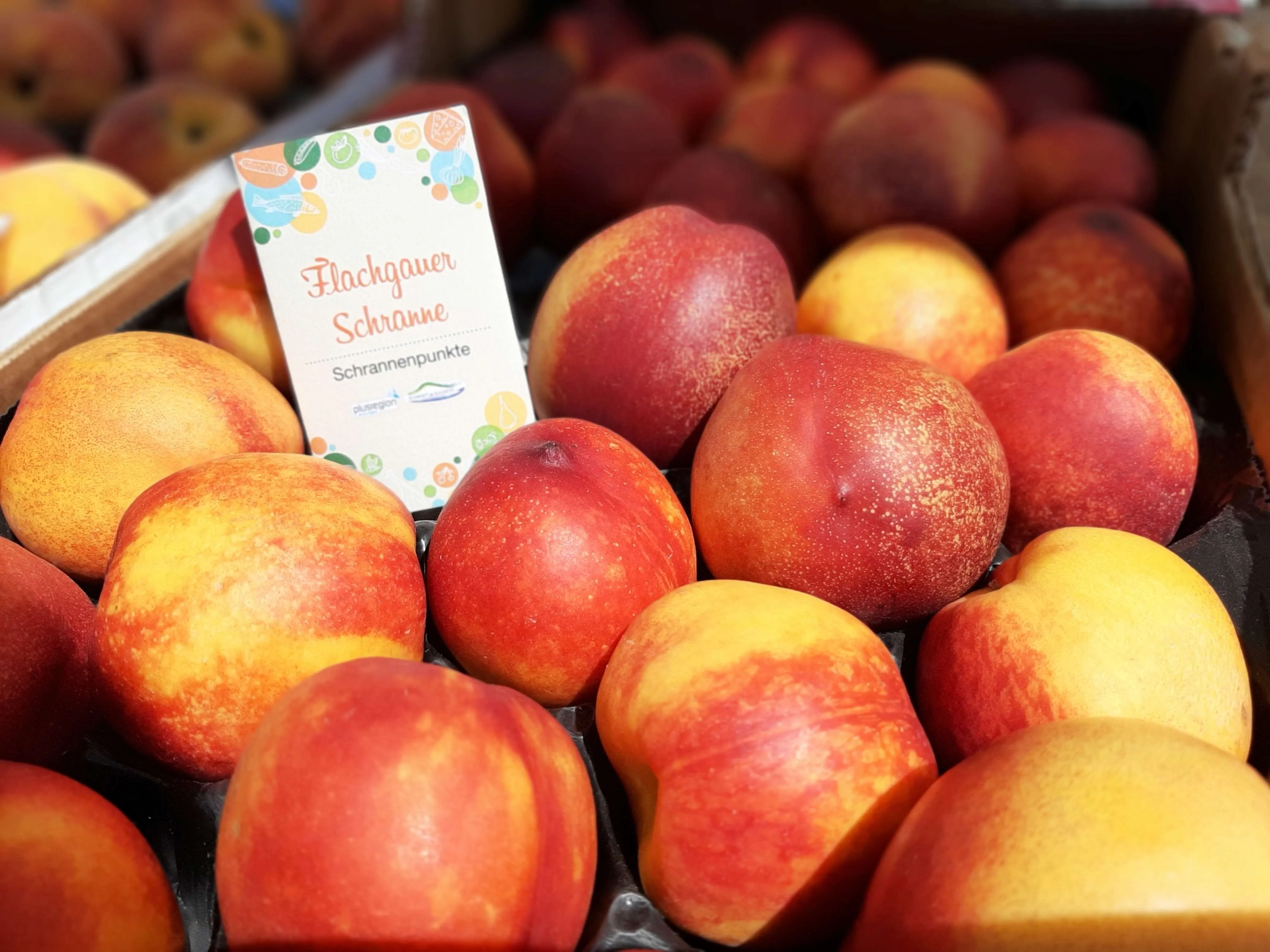 FlachgaueSchranne 2 (c)Plusregion