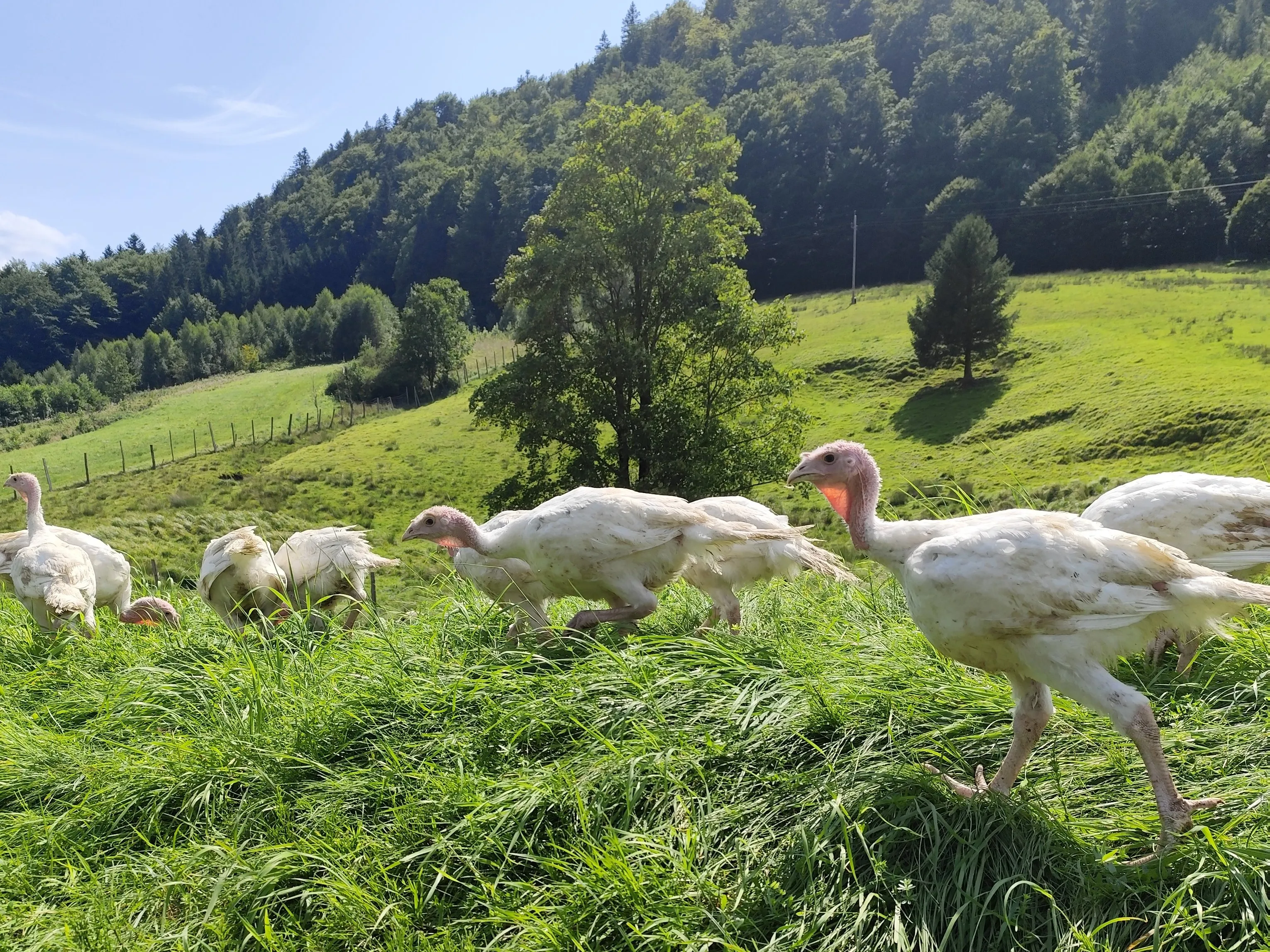Puten Leitner Matthäus auf der Wiese