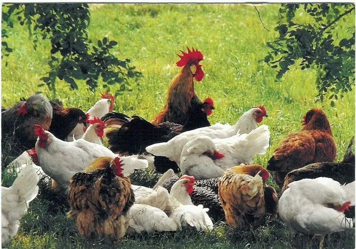 Auf einer grünen Wiese im Schatten einiger Sträucher oder Bäume sitzen bzw. stehen mehrere weiße und braune Hühner, dazwischen ein brauner Hahn