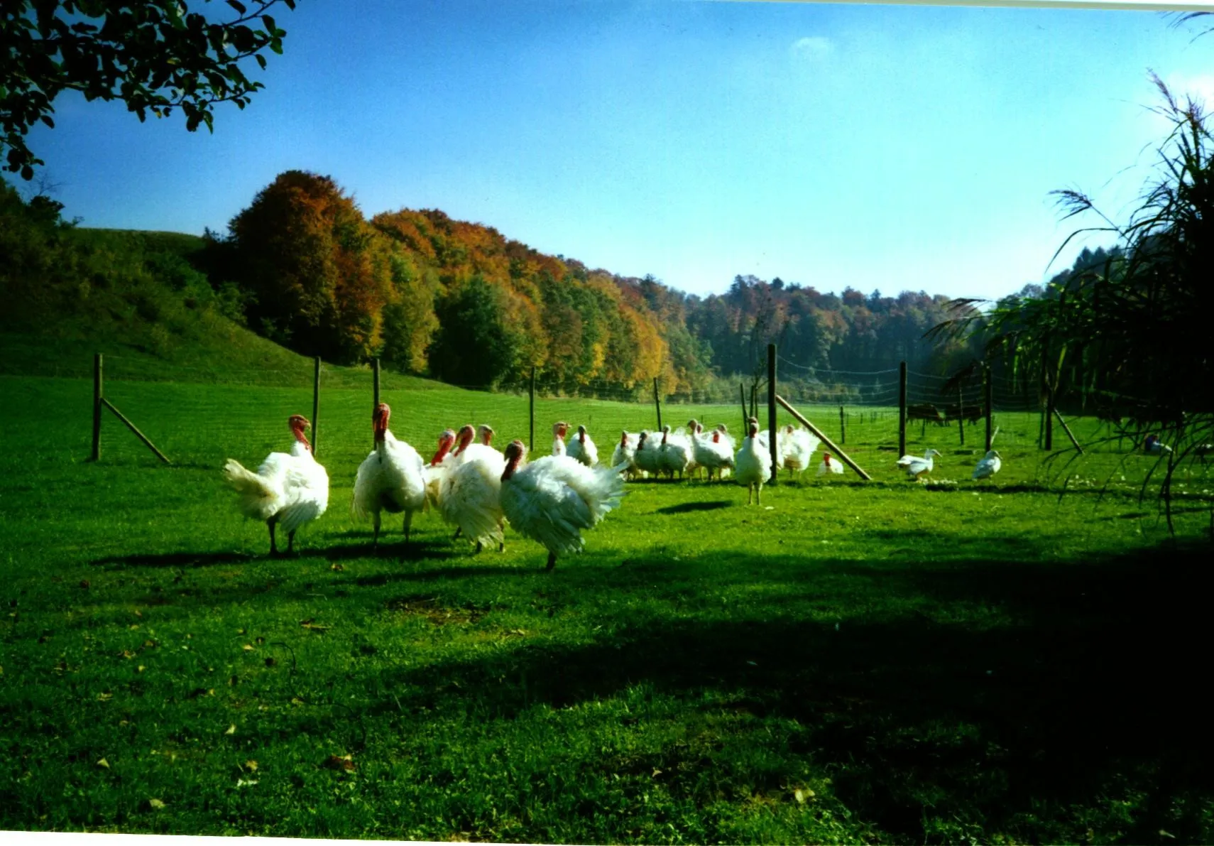 Auf einer grünen Wiese stehen viele weiße Puten; dazwischen ein  Zaun und im Hintergrund Wald und blauer Himmel