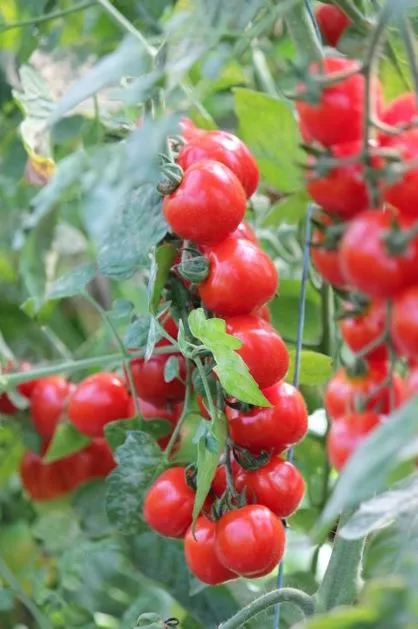 Rote Cocktailtomaten hängen auf grünen Tomatenstauden