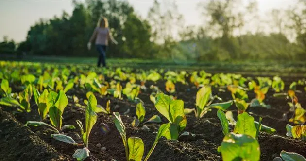 Man sieht ein Feld mit jungen Pflanzen, dahinter eine Person, grüner Wald und Himmel