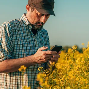Mann in kariertem Hemd steht in einem blühenden Rapsfeld und hält ein Smartphone in beiden Händen.